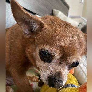 Meet your Posher, Leo